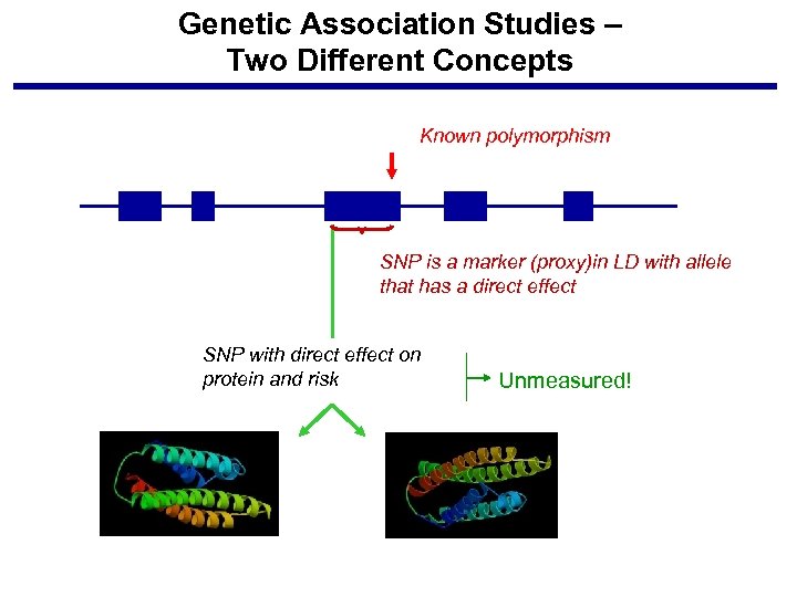 Genetic Association Studies – Two Different Concepts Known polymorphism SNP is a marker (proxy)in