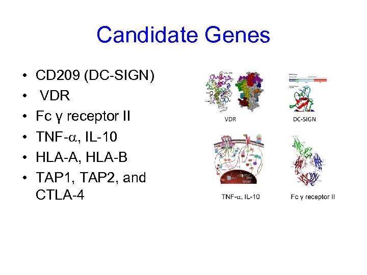 Candidate Genes • • • CD 209 (DC-SIGN) VDR Fc γ receptor II TNF-