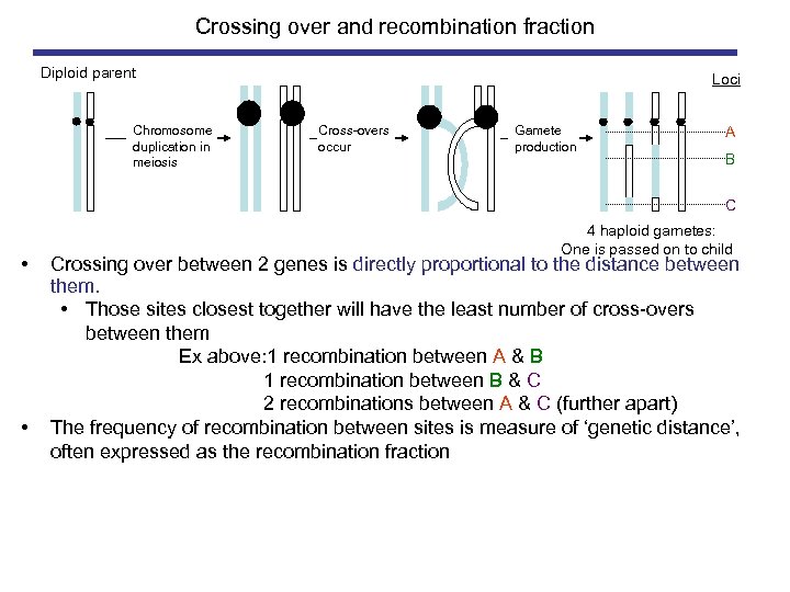 Crossing over and recombination fraction Diploid parent Chromosome duplication in meiosis Loci . Cross-overs