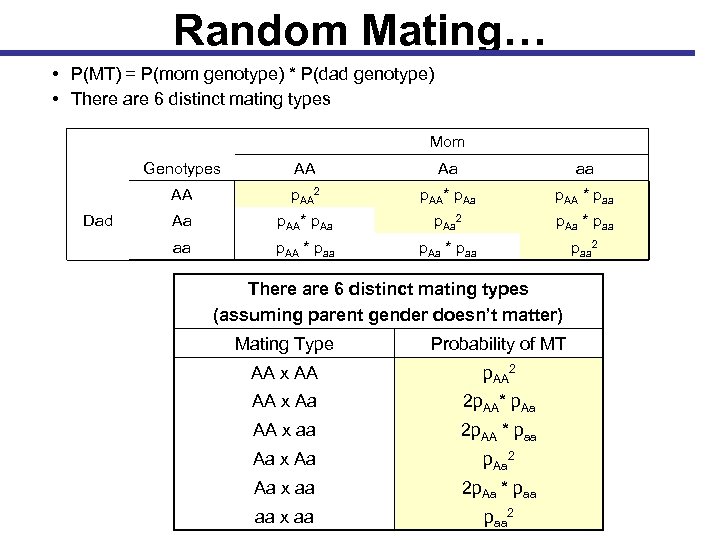 Random Mating… • P(MT) = P(mom genotype) * P(dad genotype) • There are 6