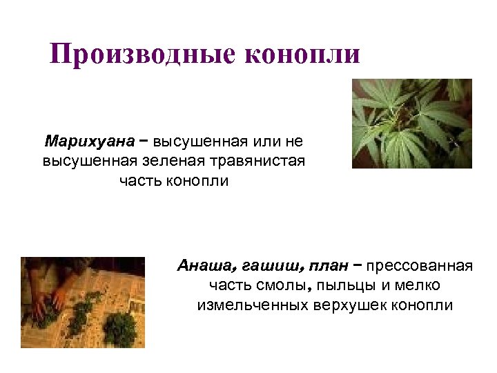 Производные конопли Марихуана – высушенная или не высушенная зеленая травянистая часть конопли Анаша, гашиш,