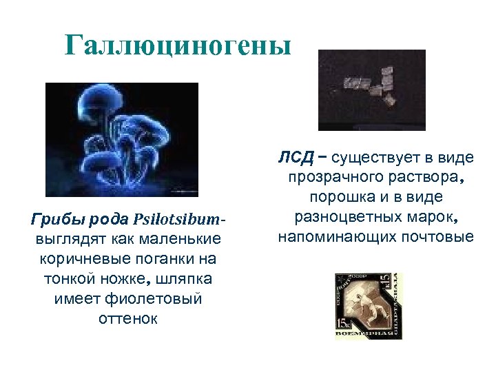 Галлюциногены Грибы рода Psilotsibumвыглядят как маленькие коричневые поганки на тонкой ножке, шляпка имеет фиолетовый