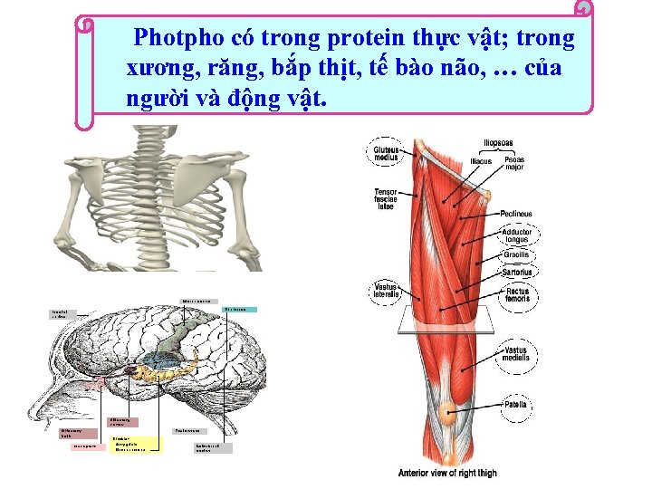 Photpho có trong protein thực vật; trong xương, răng, bắp thịt, tế bào não,