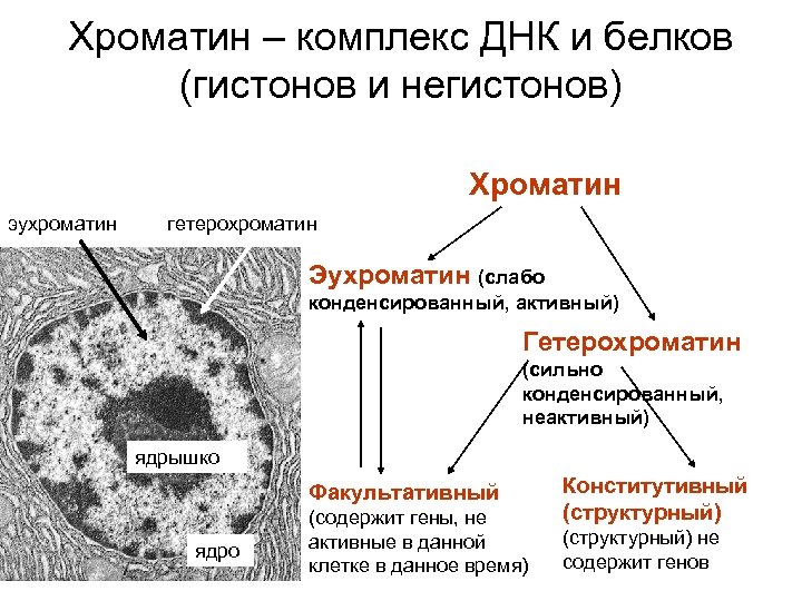 Хроматин – комплекс ДНК и белков (гистонов и негистонов) Хроматин эухроматин гетерохроматин Эухроматин (слабо