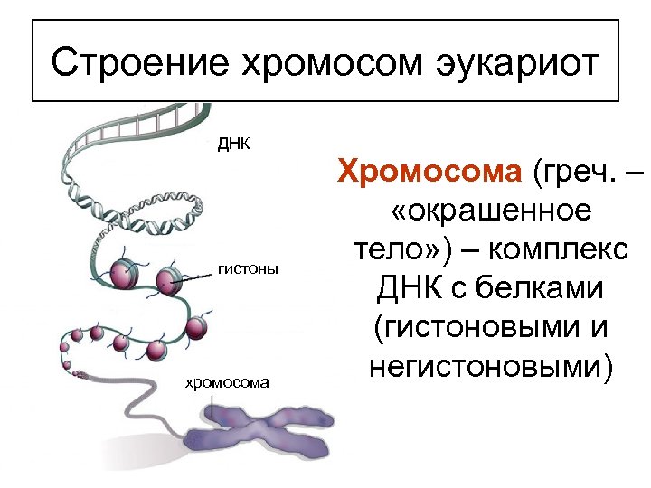 Строение хромосом эукариот ДНК гистоны хромосома Хромосома (греч. – «окрашенное тело» ) – комплекс