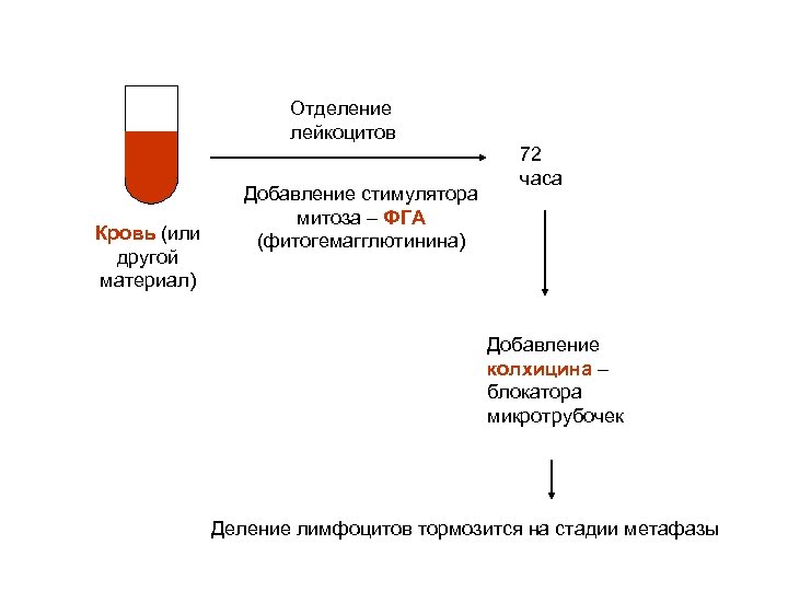 Отделение лейкоцитов Кровь (или другой материал) Добавление стимулятора митоза – ФГА (фитогемагглютинина) 72 часа