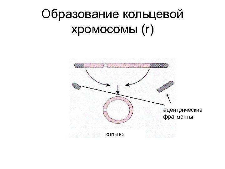 Образование кольцевой хромосомы (r) ацентрические фрагменты кольцо 