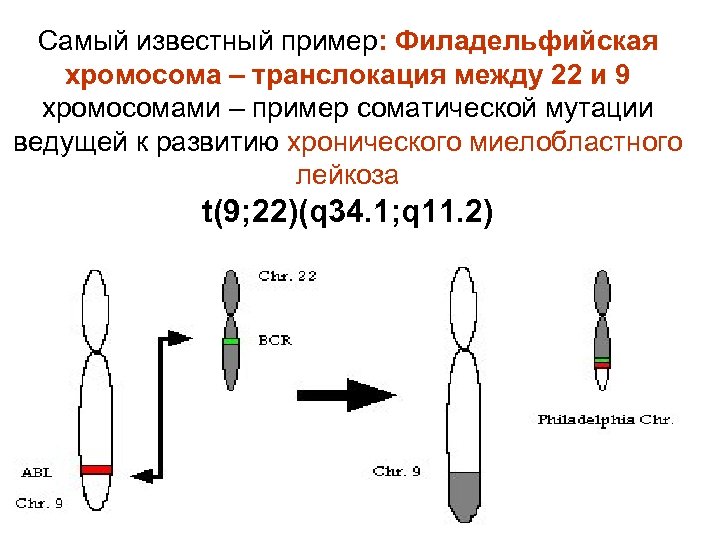 Самый известный пример: Филадельфийская хромосома – транслокация между 22 и 9 хромосомами – пример