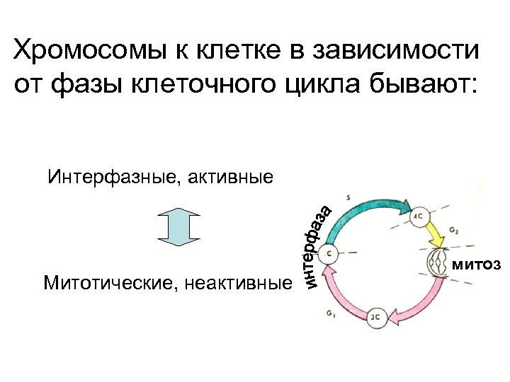 Хромосомы к клетке в зависимости от фазы клеточного цикла бывают: Интерфазные, активные Митотические, неактивные