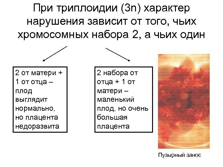 При триплоидии (3 n) характер нарушения зависит от того, чьих хромосомных набора 2, а