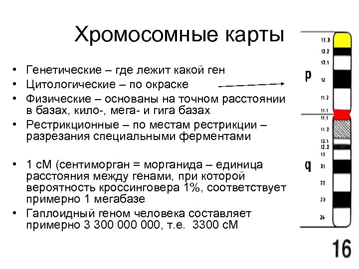 Хромосомные карты • Генетические – где лежит какой ген • Цитологические – по окраске