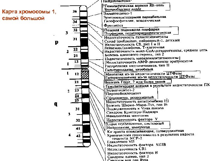 Карта хромосомы 1, самой большой 