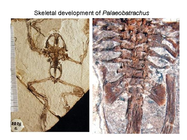 Skeletal development of Palaeobatrachus 