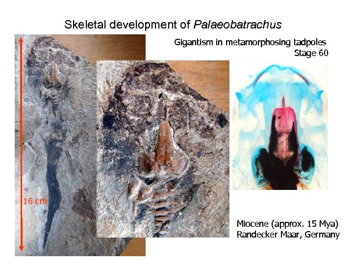 Skeletal development of Palaeobatrachus Gigantism in metamorphosing tadpoles Stage 60 16 cm Miocene (approx.