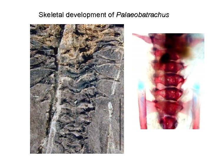 Skeletal development of Palaeobatrachus 