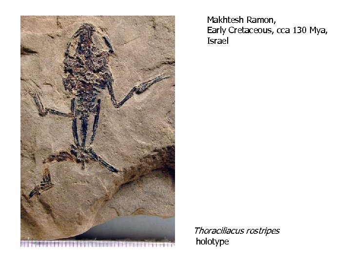 Makhtesh Ramon, Early Cretaceous, cca 130 Mya, Israel Thoraciliacus rostripes holotype 