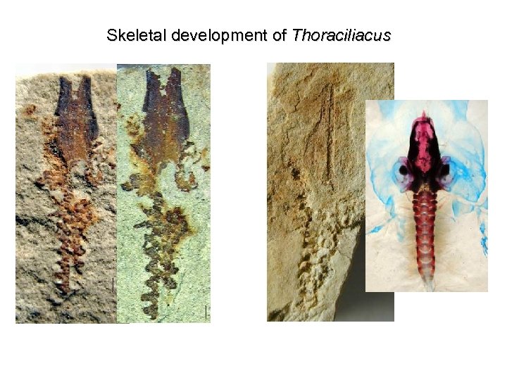 Skeletal development of Thoraciliacus 
