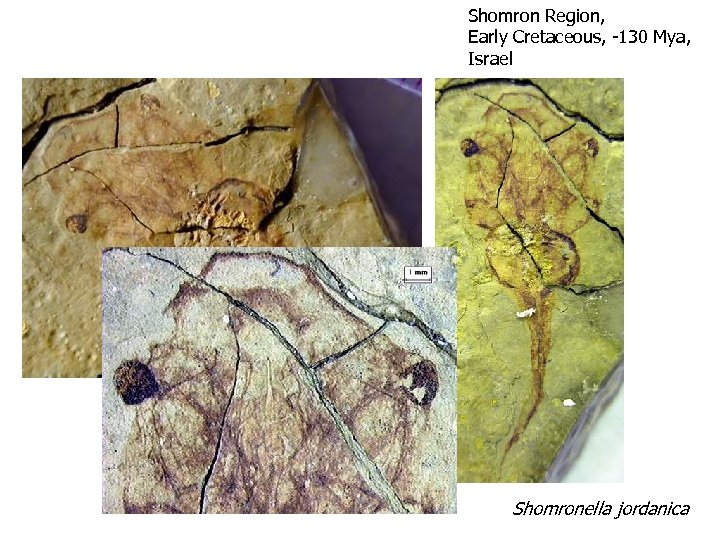 Shomron Region, Early Cretaceous, -130 Mya, Israel Shomronella jordanica 