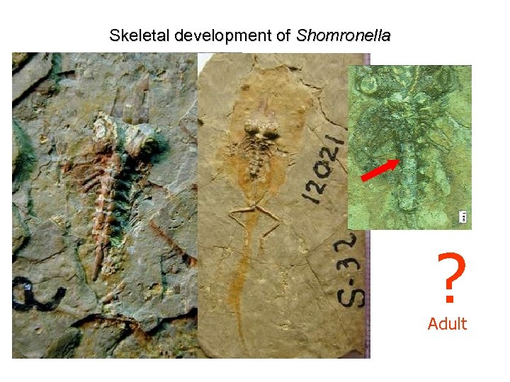 Skeletal development of Shomronella ? Adult 