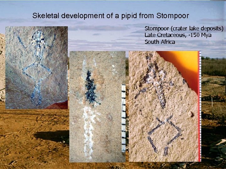 Skeletal development of a pipid from Stompoor (crater lake deposits) Late Cretaceous, -150 Mya