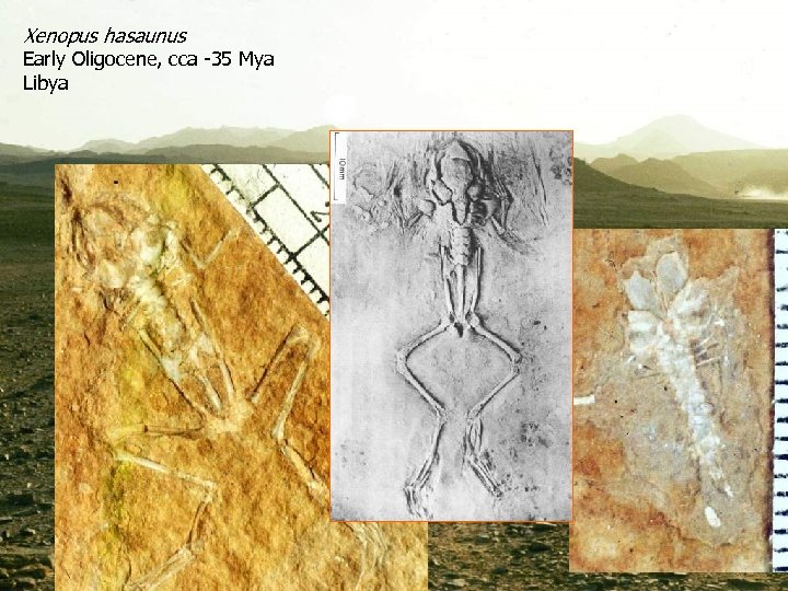 Xenopus hasaunus Early Oligocene, cca -35 Mya Libya 