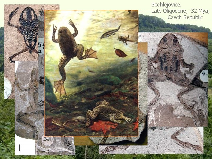 Bechlejovice, Late Oligocene, -32 Mya, Czech Republic 