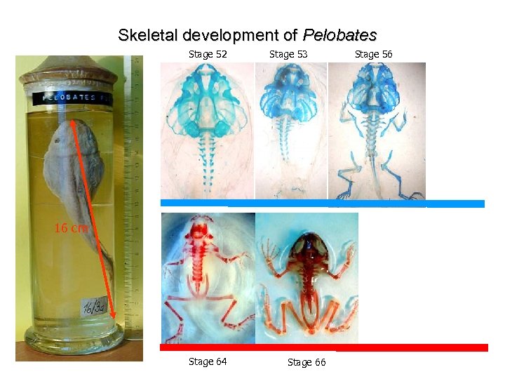 Skeletal development of Pelobates Stage 52 Stage 53 16 cm Stage 64 Stage 66