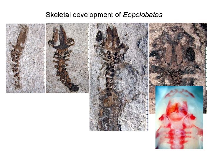 Skeletal development of Eopelobates 