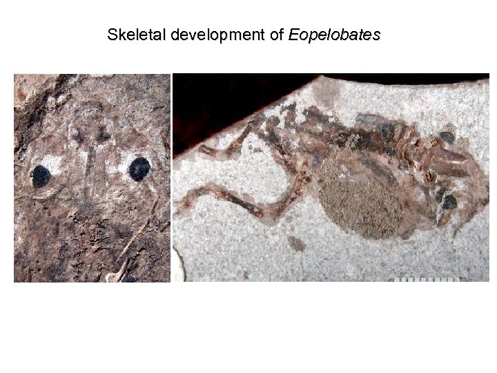 Skeletal development of Eopelobates 