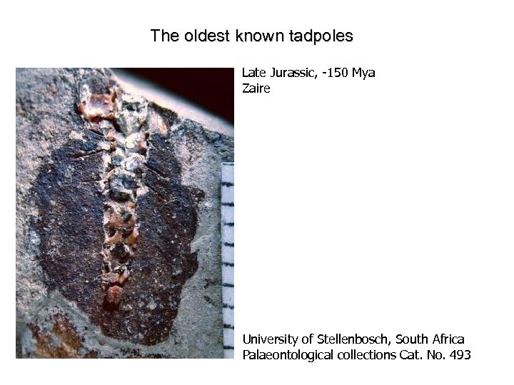 The oldest known tadpoles Late Jurassic, -150 Mya Zaire University of Stellenbosch, South Africa