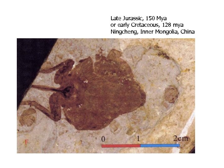 Late Jurassic, 150 Mya or early Cretaceous, 128 mya Ningcheng, Inner Mongolia, China 