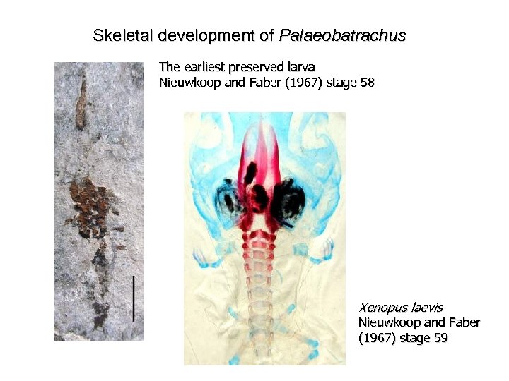 Skeletal development of Palaeobatrachus The earliest preserved larva Nieuwkoop and Faber (1967) stage 58