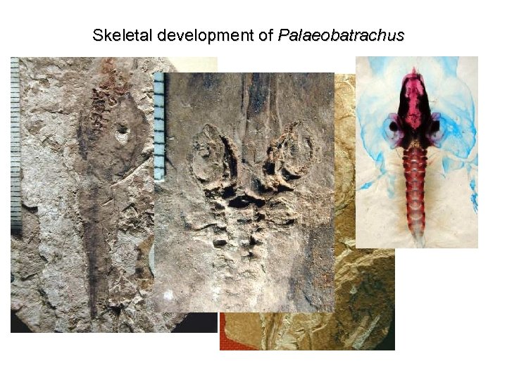 Skeletal development of Palaeobatrachus 