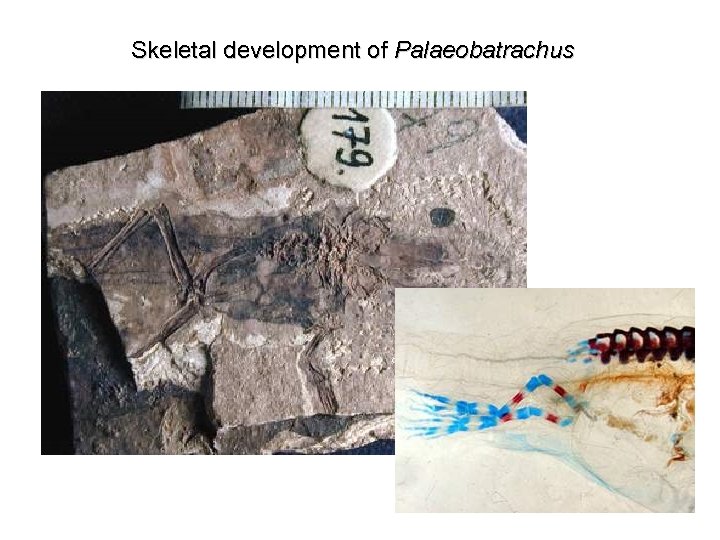 Skeletal development of Palaeobatrachus 