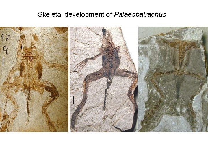 Skeletal development of Palaeobatrachus 