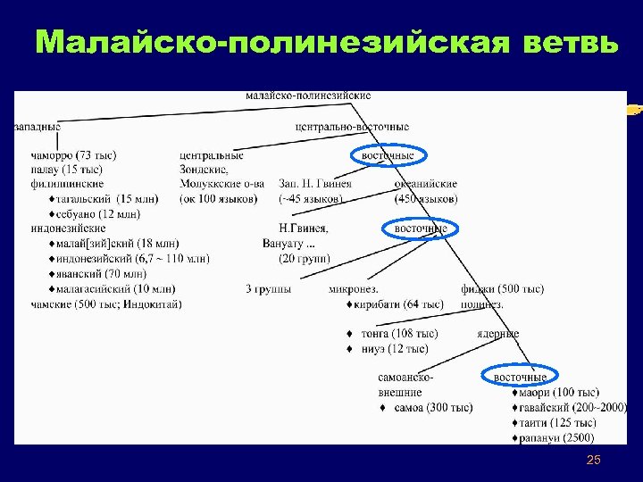 Малайско-полинезийская ветвь 25 