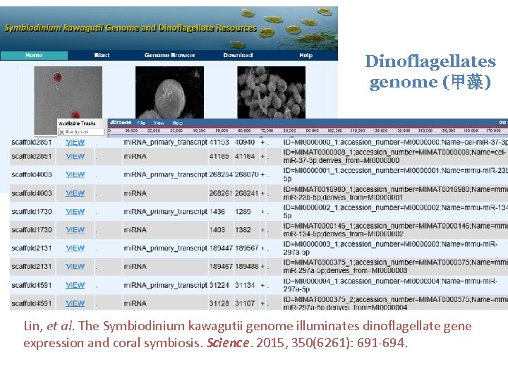 Dinoflagellates genome (甲藻) Lin, et al. The Symbiodinium kawagutii genome illuminates dinoflagellate gene expression