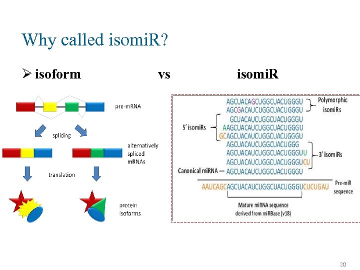Why called isomi. R? Ø isoform vs isomi. R 20 
