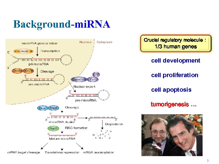 Background-mi. RNA Crucial regulatory molecule： 1/3 human genes cell development cell proliferation cell apoptosis