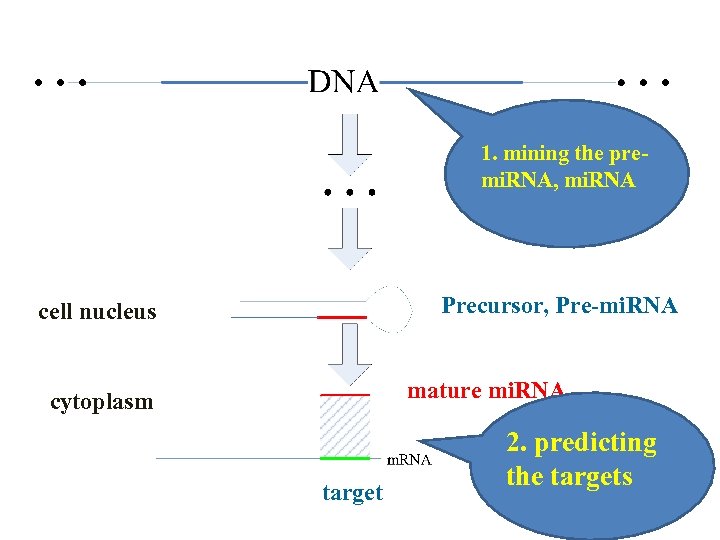 1. mining the premi. RNA, mi. RNA Precursor, Pre-mi. RNA cell nucleus mature mi.