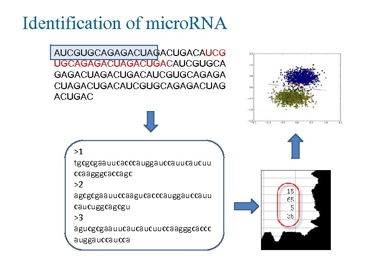 Identification of micro. RNA AUCGUGCAGAGACUGACAUCGUGCA GAGACUGACAUCGUGCAGAGA CUAGACUGACAUCGUGCAGAGACUAG ACUGAC >1 tgcgcgaauucacccauggauccauucaucuu ccaagggcaccagc >2 agcgcgaauuccaagucacccauggauccauu caucuggcagcgu