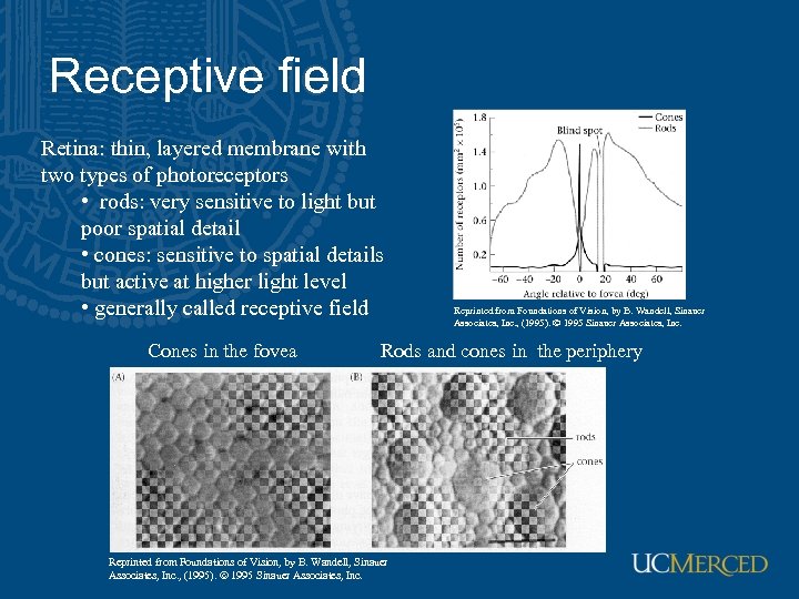 Receptive field Retina: thin, layered membrane with two types of photoreceptors • rods: very