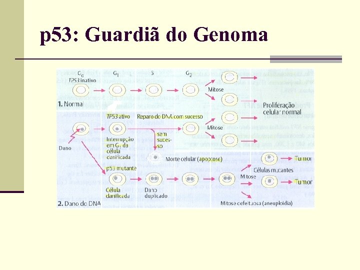p 53: Guardiã do Genoma 