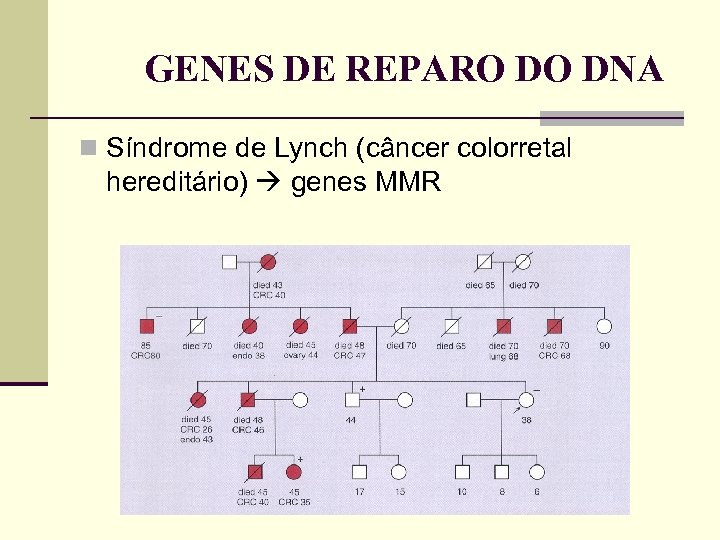 GENES DE REPARO DO DNA Síndrome de Lynch (câncer colorretal hereditário) genes MMR 