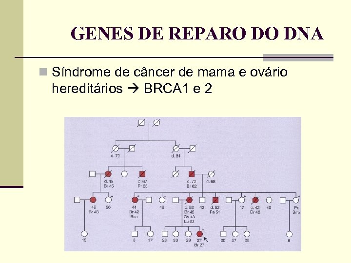 GENES DE REPARO DO DNA Síndrome de câncer de mama e ovário hereditários BRCA