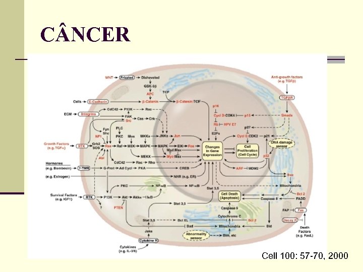 C NCER Cell 100: 57 -70, 2000 