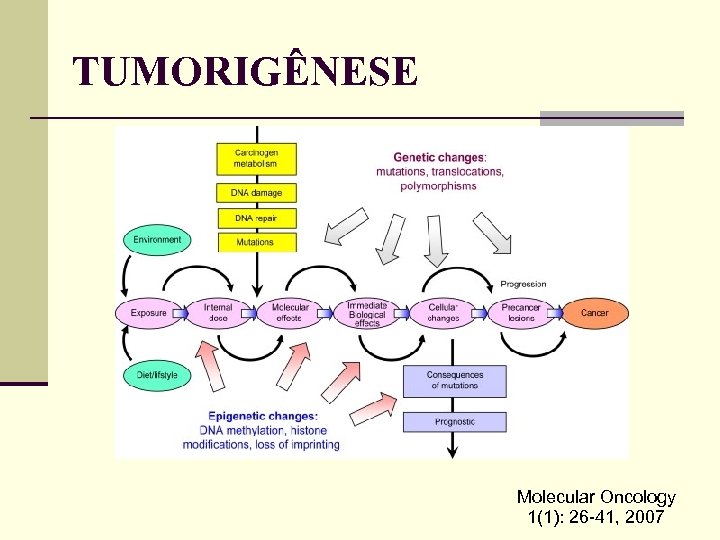 TUMORIGÊNESE Molecular Oncology 1(1): 26 -41, 2007 