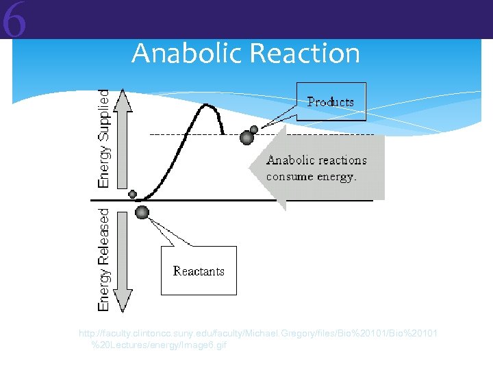 6 Anabolic Reaction http: //faculty. clintoncc. suny. edu/faculty/Michael. Gregory/files/Bio%20101 %20 Lectures/energy/Image 6. gif 