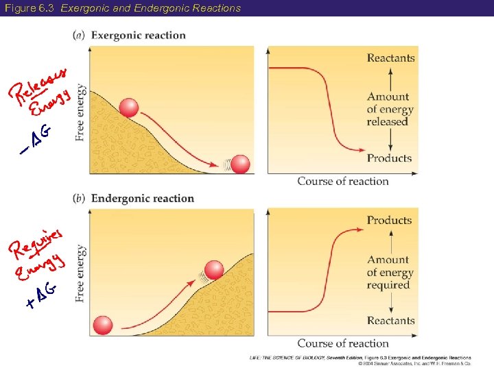 Figure 6. 3 Exergonic and Endergonic Reactions 