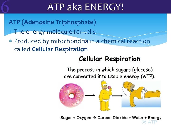 6 ATP aka ENERGY! ATP (Adenosine Triphosphate) The energy molecule for cells Produced by